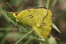 Parnassius aristion - Östlicher Gelbling (Steppen-Gelbling)